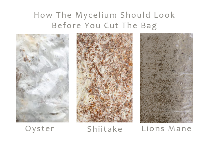 Mycelium Ready To Fruit
