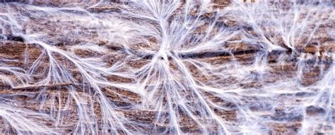 mycelium on grow medium