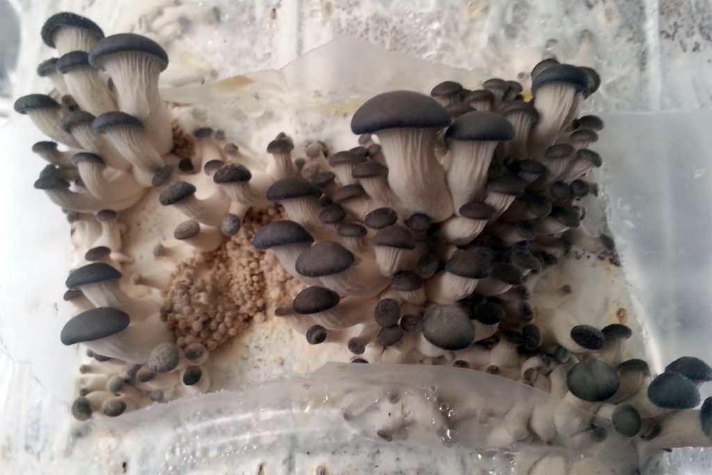 pinning oyster mushrooms